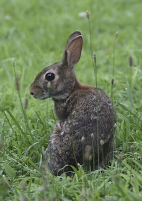 Kaninchen