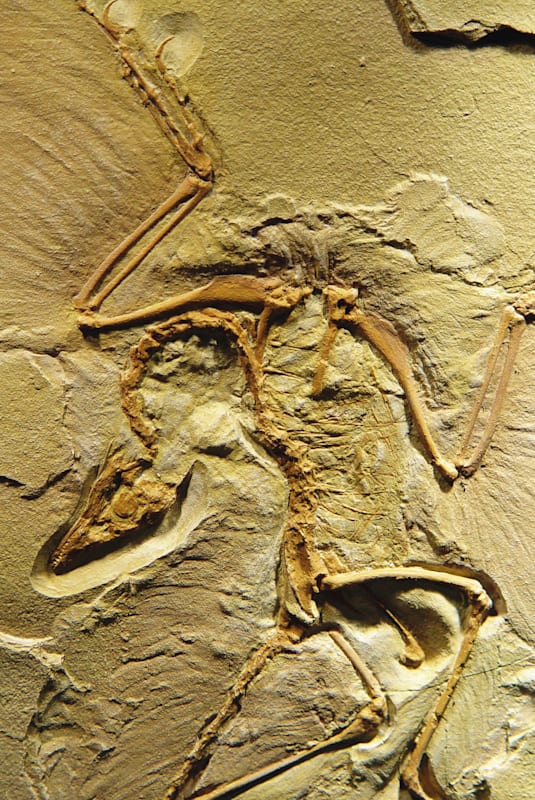 Archaeopteryx
