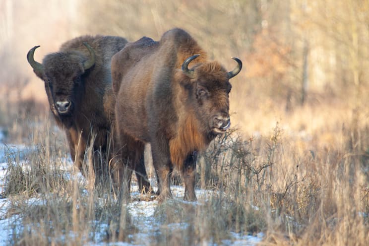 Bialowiezer Heide: Wisent