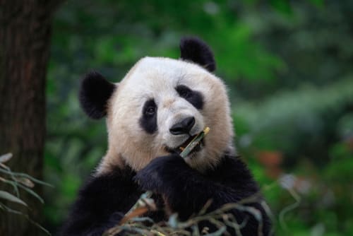 Panda-Naturreservat in Sichuan, China