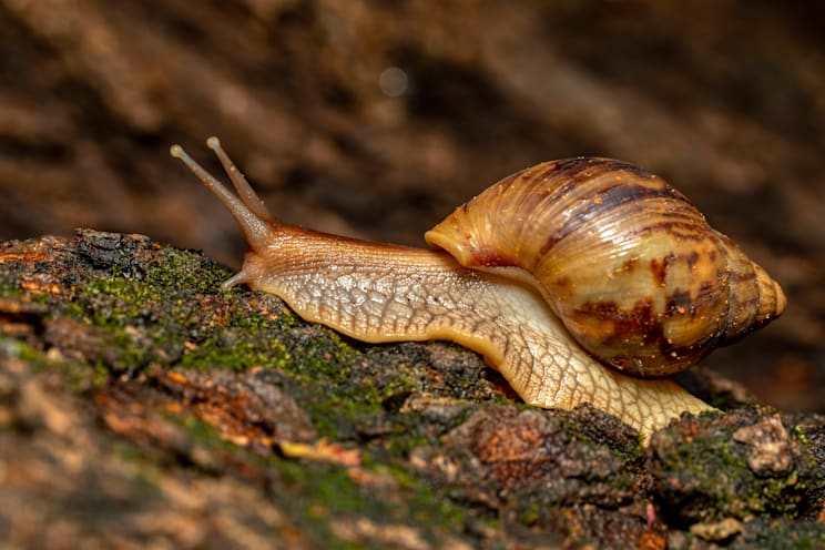 Schnecken: Große Achatschnecke