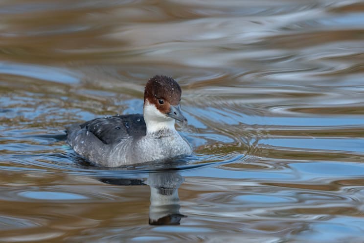 Säger: Zwergsäger (Weibchen)