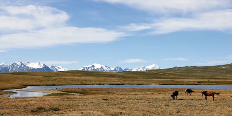 Pferde auf dem Ukok Plateau, Sibirien, Russland