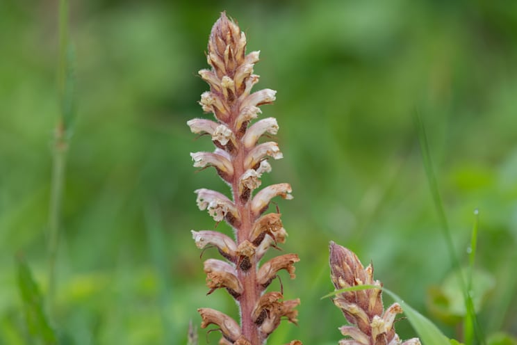 Sommerwurz: Kleeteufel