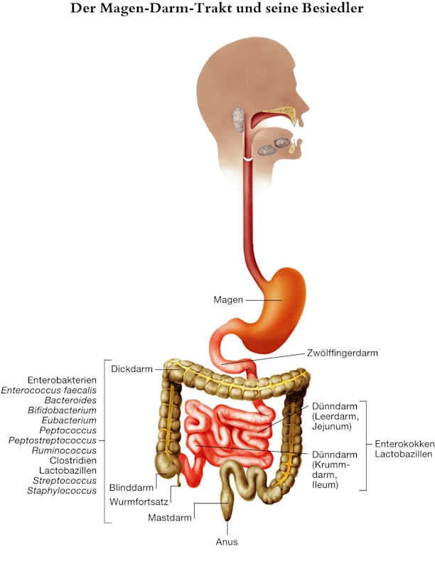 Schema der Bakterien im menschlichen Magen-Darm-Trakt