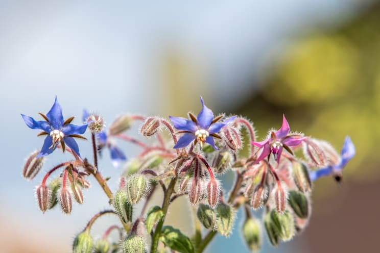 Heilpflanzen: Borretsch