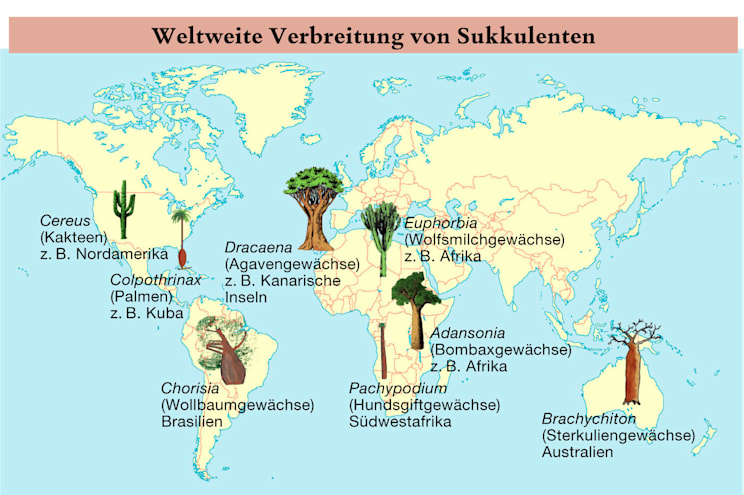 Sukkulenten: Verbreitung