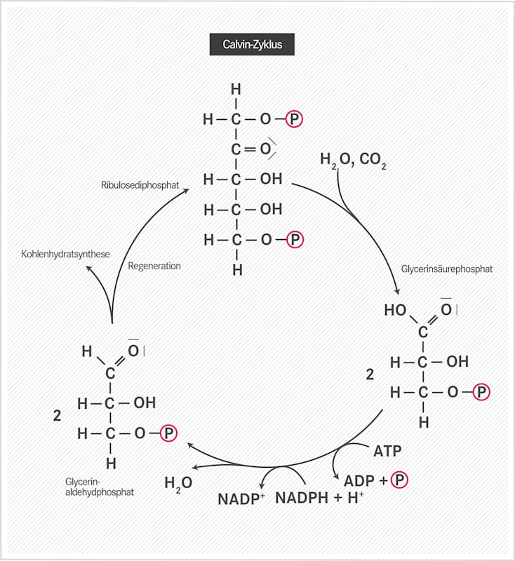 Calvin-Zyklus