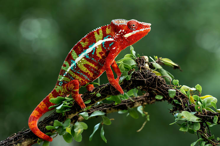 Chamäleon: Pantherchamäleon