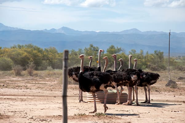 Oudtshoorn: Straußenfarm