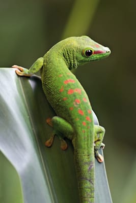 Geckos