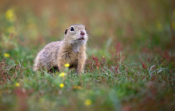Ziesel: Europäisches Ziesel