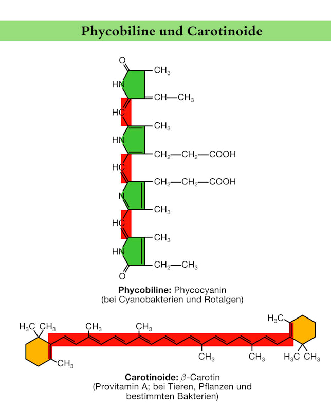 Phycobiline und Carotinoide (Grafik)