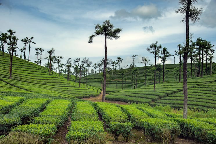 Tamil Nadu: Teeplantagen