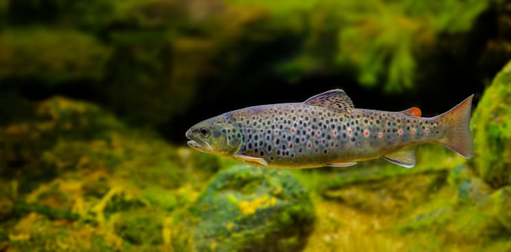 Bachforelle
