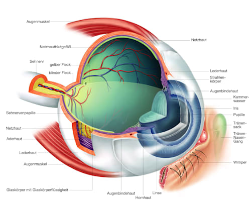 Auge: Querschnitt