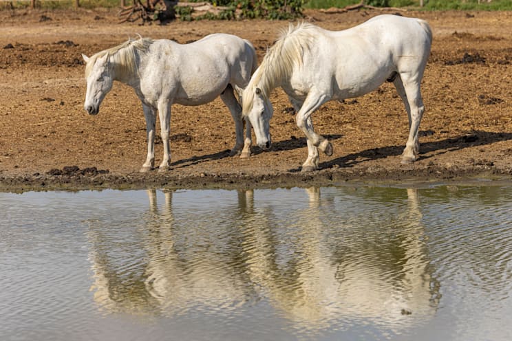 Camargue