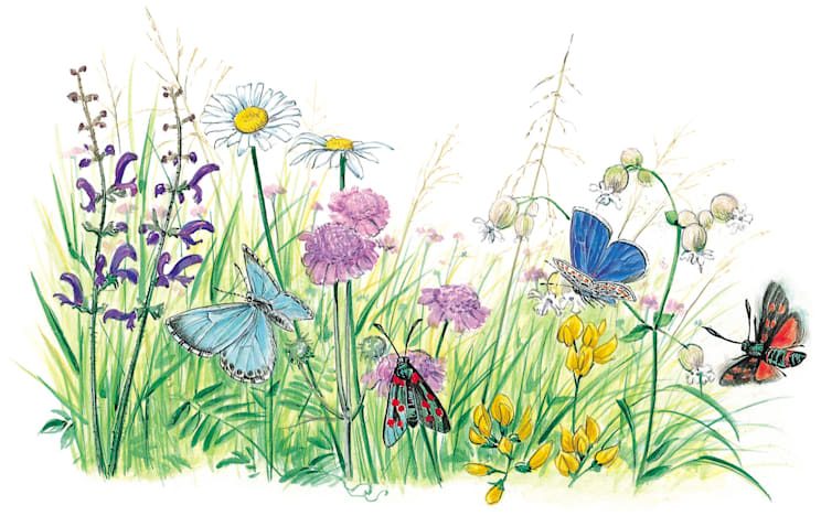 Schmetterlinge: Blumenwiesen