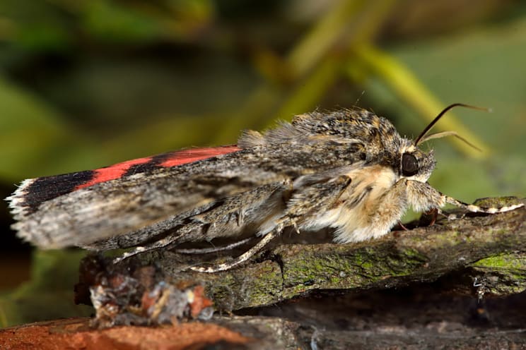 Ordensbänder: Rotes Ordensband
