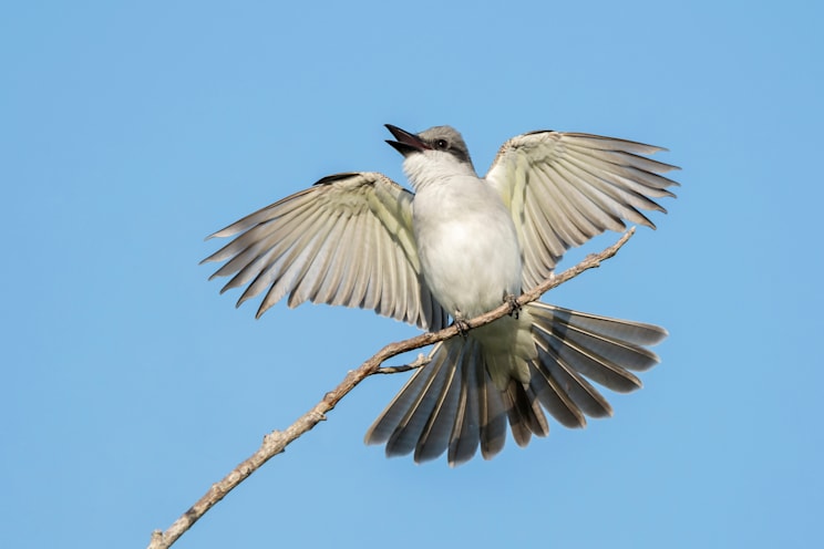 Tyrannen: Grauer Königstyrann (Tyrannus dominicensis)