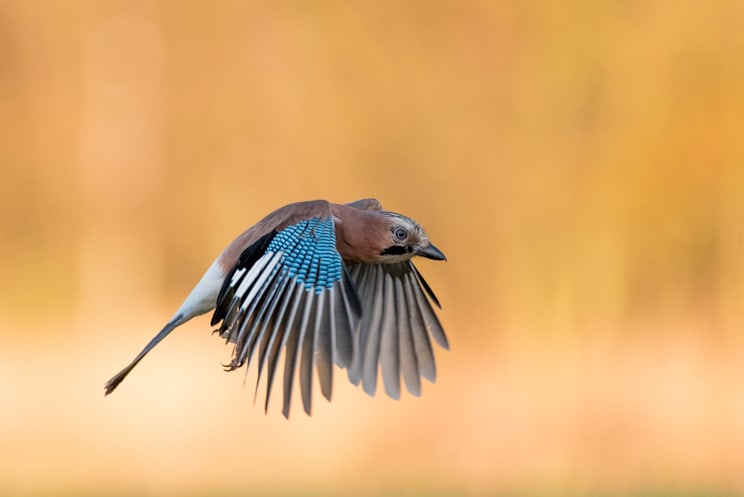 Unglückshäher: Eurasiatischer Unglückshäher