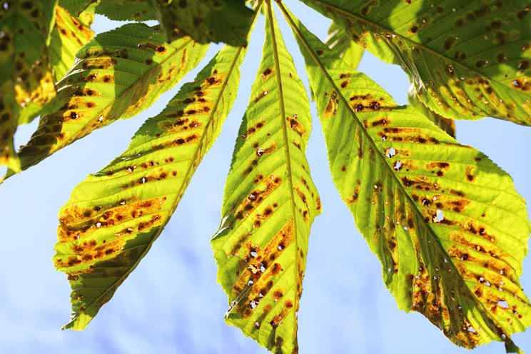 Rosskastanienminiermotte