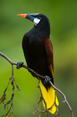 Stärlinge: Montezumastirnvogel (Psarocolius montezuma)