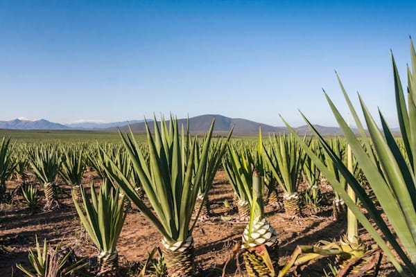 Agave: Sisalplantage