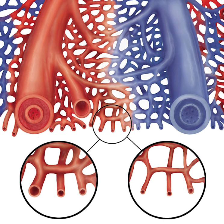 Blutkreislauf: Kapillaren (Grafik)