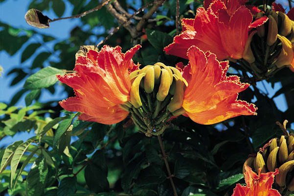 Afrikanischer Tulpenbaum