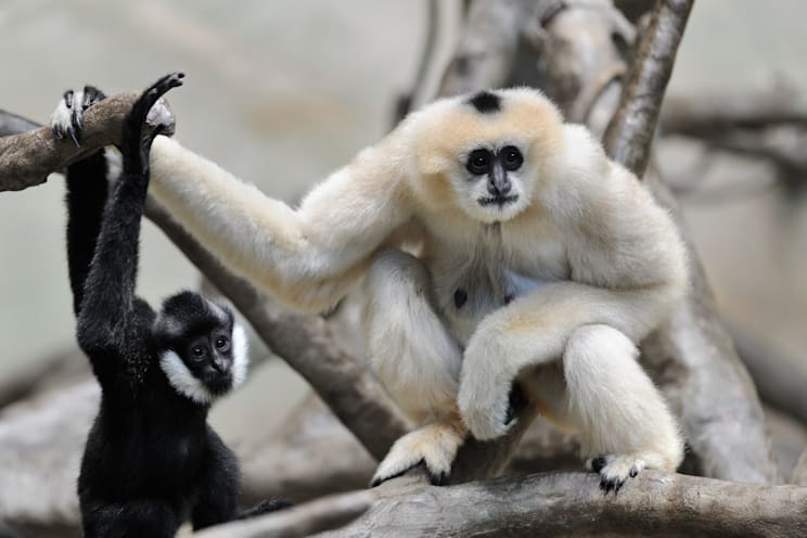 Affen: Gibbon