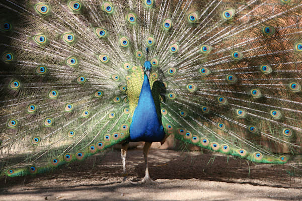 Pfauen: Blauer Pfau