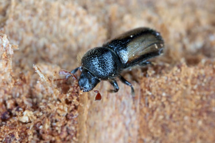 Antenne: Borkenkäfer