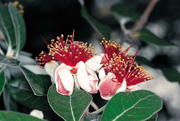 Feijoa: Blüte