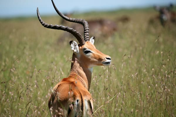 Antilopen: Impala