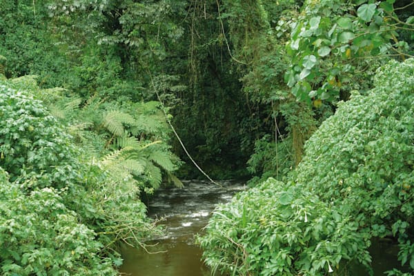 Regenwald von Bwindi