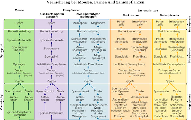 Farnpflanzen: Vermehrung bei Moosen, Farnen und Samenpflanzen