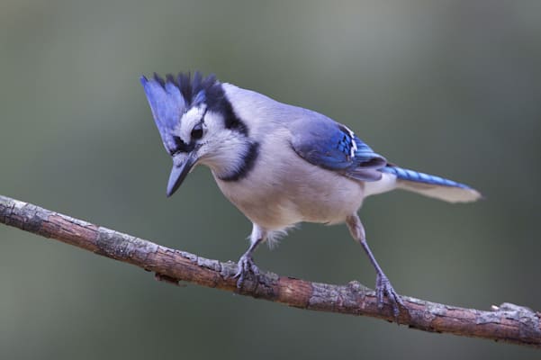 Häher: Blauhäher