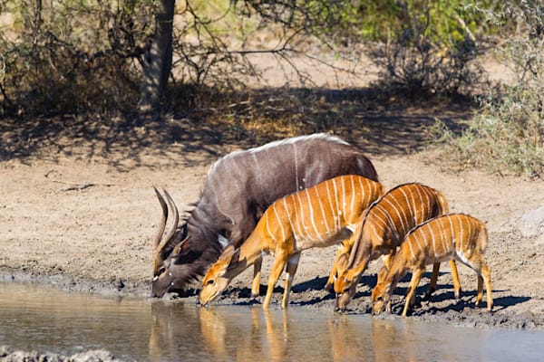 Nyalas an einer Wasserstelle