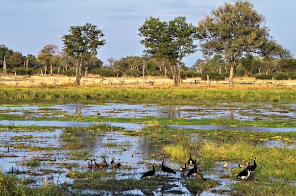 Sambia: Luangwa Valley National Park