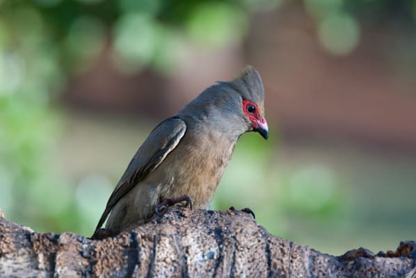 Mausvögel: Rotzügelmausvogel