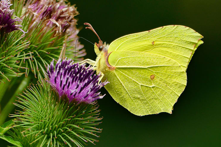 Schmetterlinge: Zitronenfalter