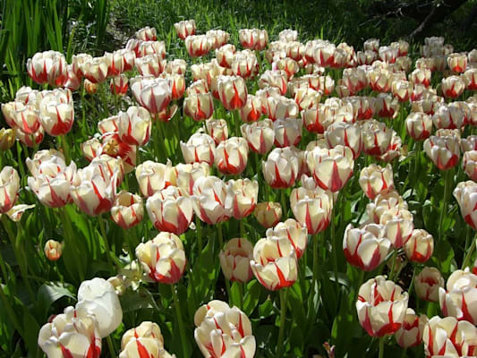 Tulpe: Damentulpe