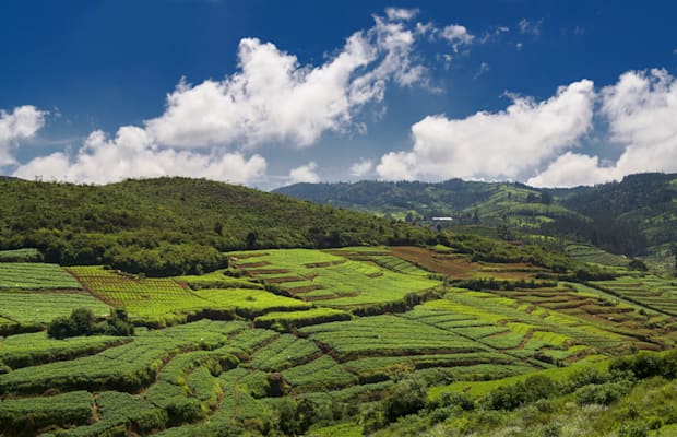 Tamil Nadu: Teeplantagen