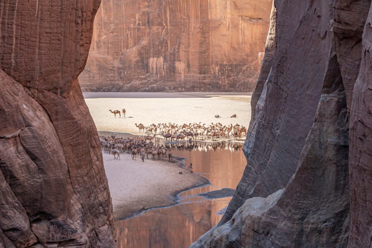 Natur- und Kulturlandschaft des Ennedi-Massivs: Kamele im Guelta d’Archeï