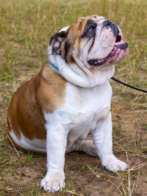 Bulldoggen: Englische Bulldogge