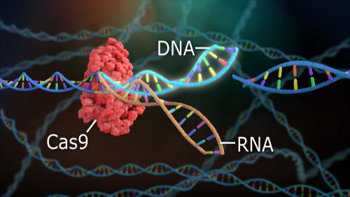 CRISPR/Cas9