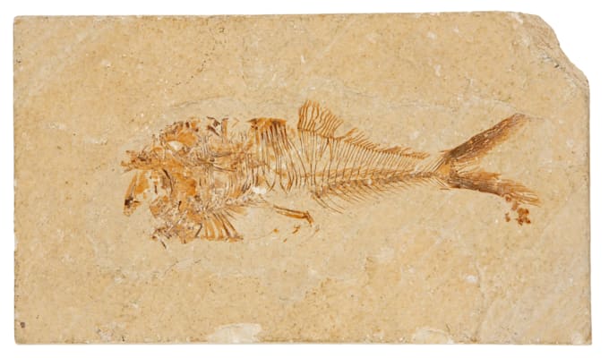 Fossilien: Fisch