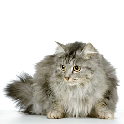 Norwegische Waldkatze