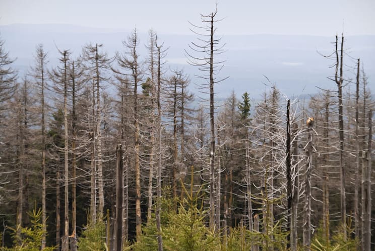Waldschäden durch sauren Regen